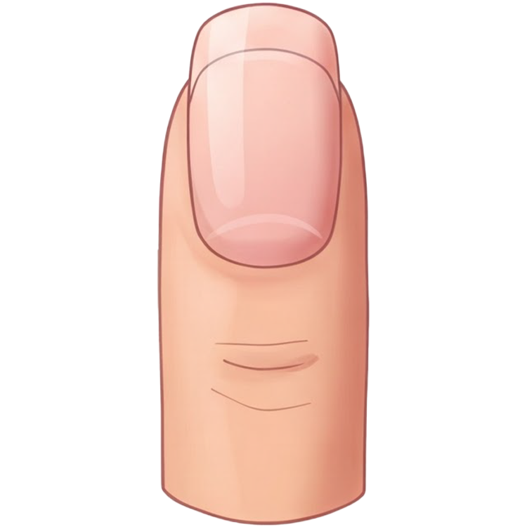 nail แปลว่า เล็บ