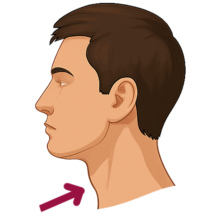neck แปลว่า คอ
