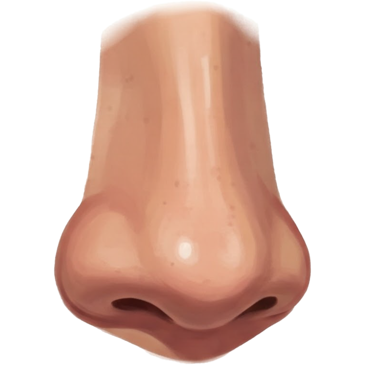 nose แปลว่า จมูก