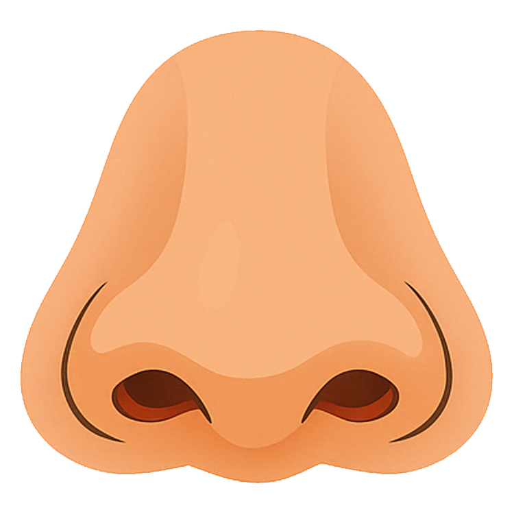 nostril แปลว่า รูจมูก