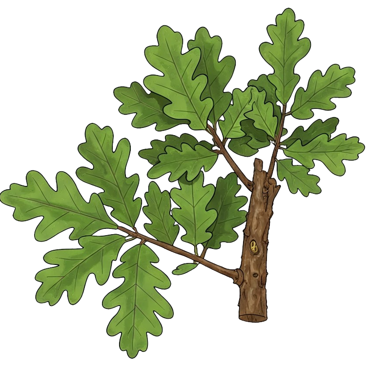 oak แปลว่า ต้นโอ๊ก