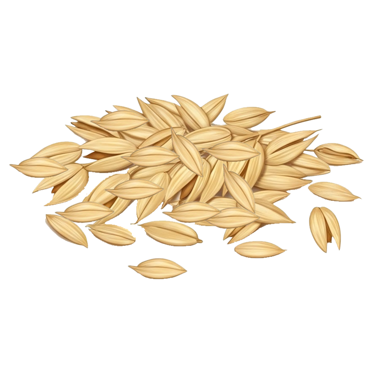 oats แปลว่า เมล็ดพืชที่ปลูกในช่วงหนาวเย็น