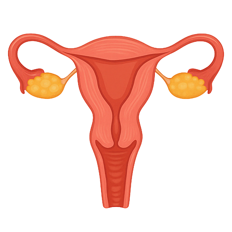 ovary แปลว่า รังไข่ของสตรี