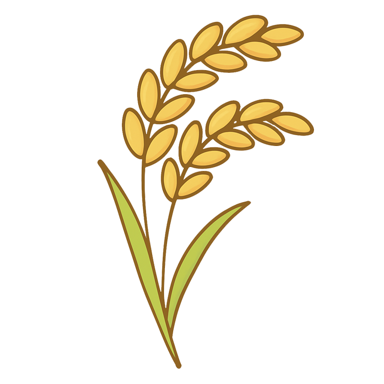 paddy แปลว่า ข้าวเปลือก