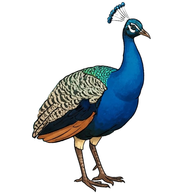 peahen แปลว่า นกยูงตัวเมีย