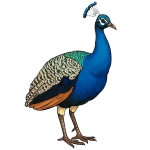 peahen