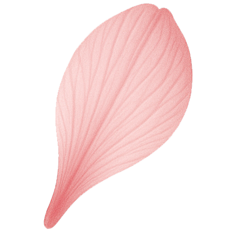 petal แปลว่า กลีบดอกไม้