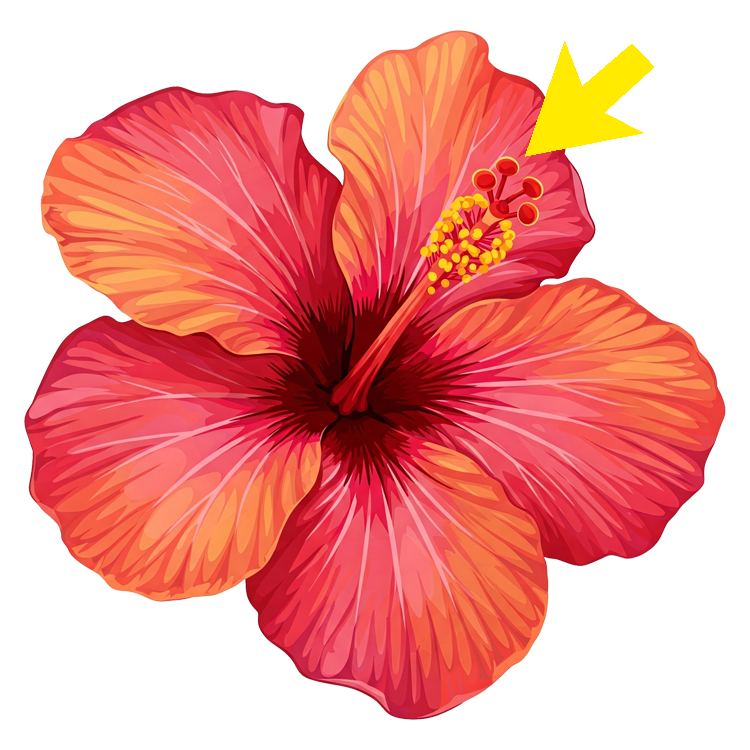 pistil แปลว่า เกสรตัวเมีย