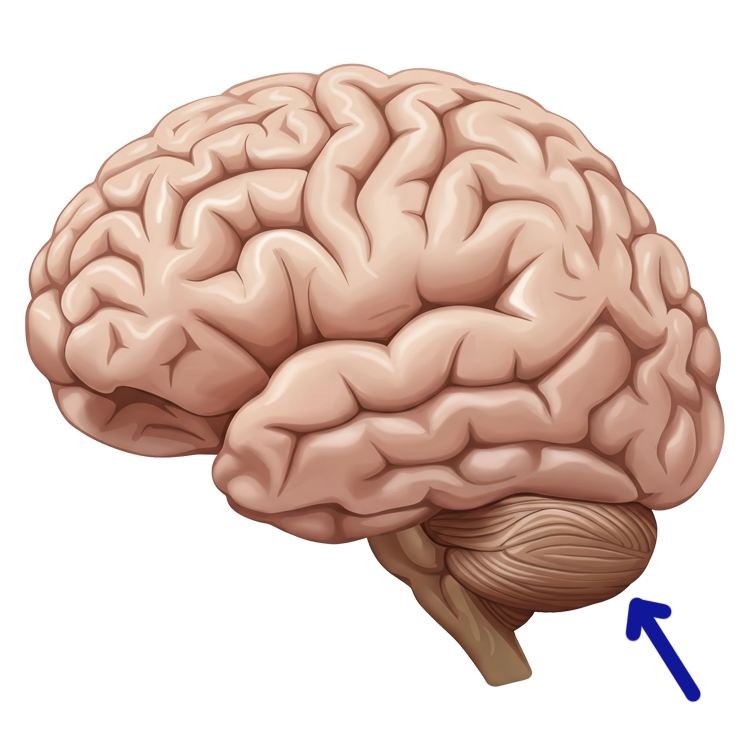 pituitary gland แปลว่า ต่อมใต้สมอง