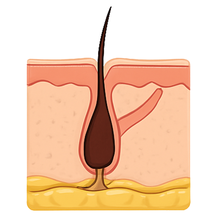 pore แปลว่า รูขุมขน