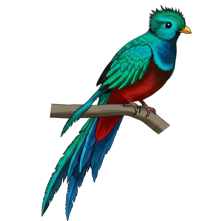 quetzal แปลว่า นกในอเมริกากลางมีสีสันสดใส