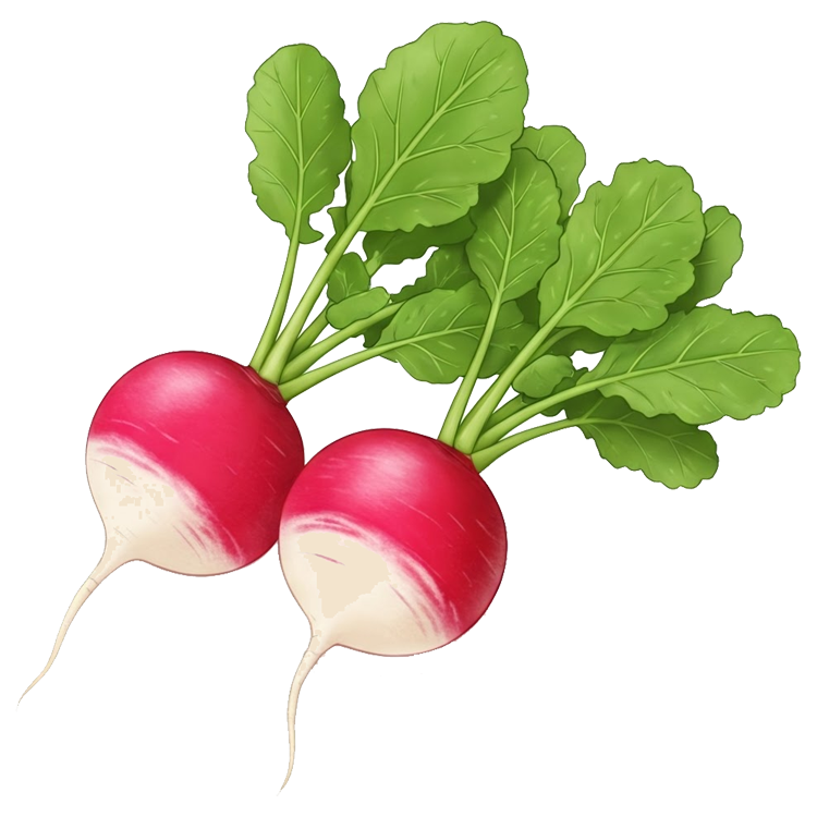 radish แปลว่า แรดิช (พืชประเภทหัวไชเท้า)