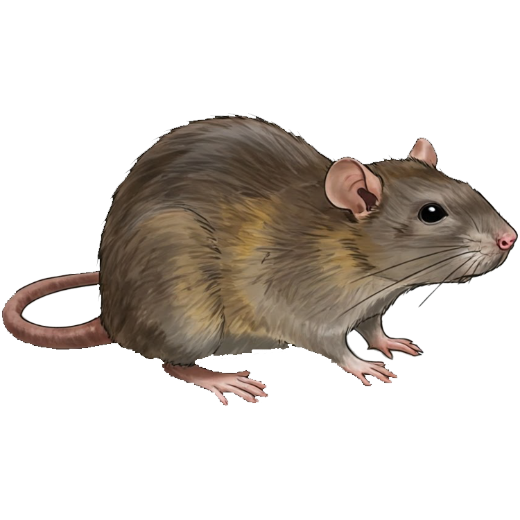 rat แปลว่า หนู