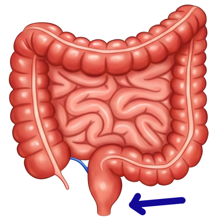rectum แปลว่า ช่องทวารหนัก