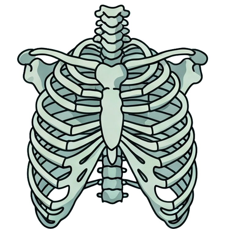 rib แปลว่า ซี่โครง