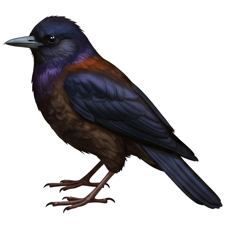 rook แปลว่า นกตระกูลกา