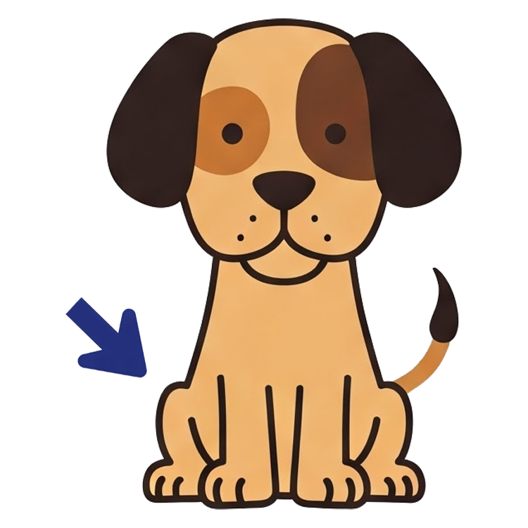 rump แปลว่า สะโพกสัตว์