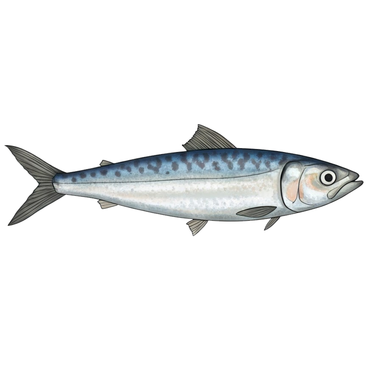 sardine แปลว่า ปลาซาร์ดีน