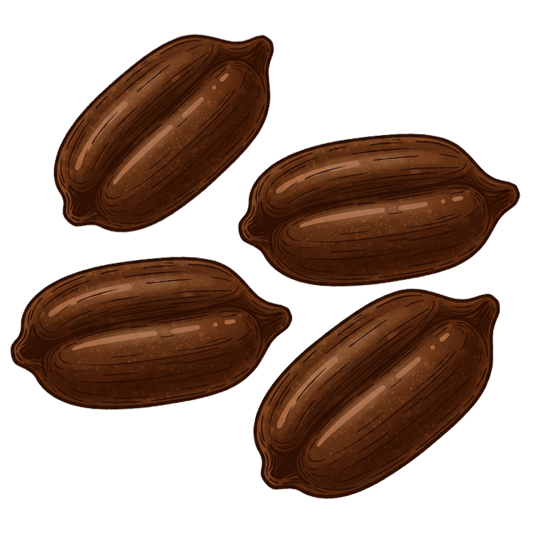 sesame แปลว่า งา