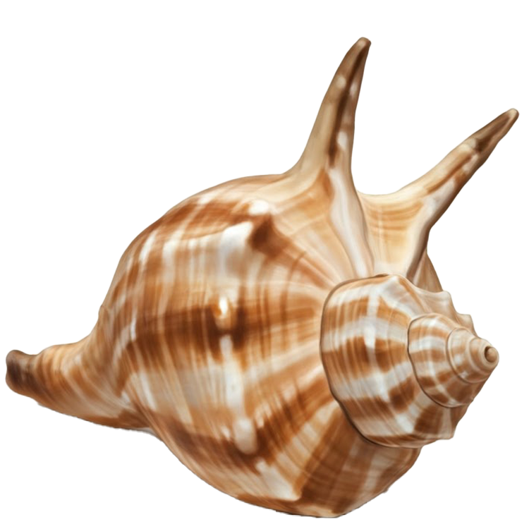 shell แปลว่า เปลือกหอย