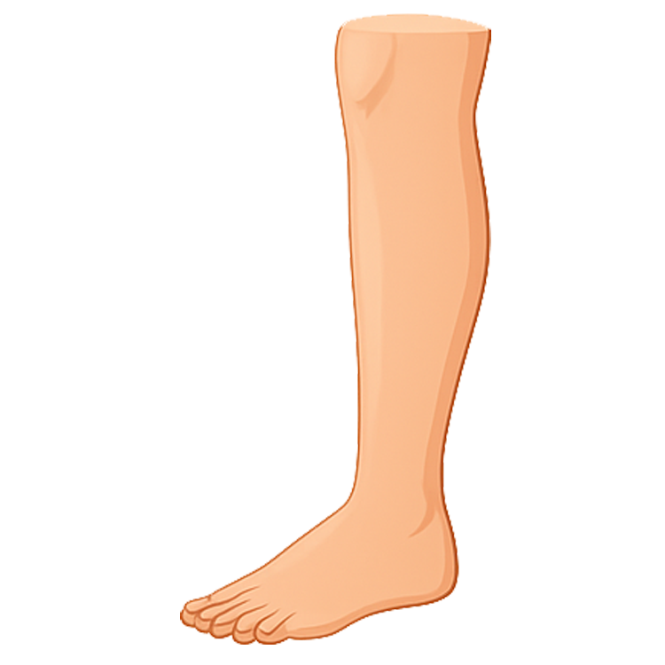 shin แปลว่า หน้าแข้ง