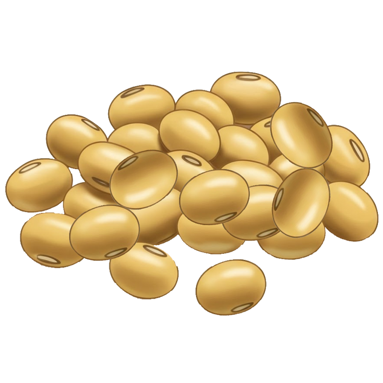 soy แปลว่า ถั่วเหลือง