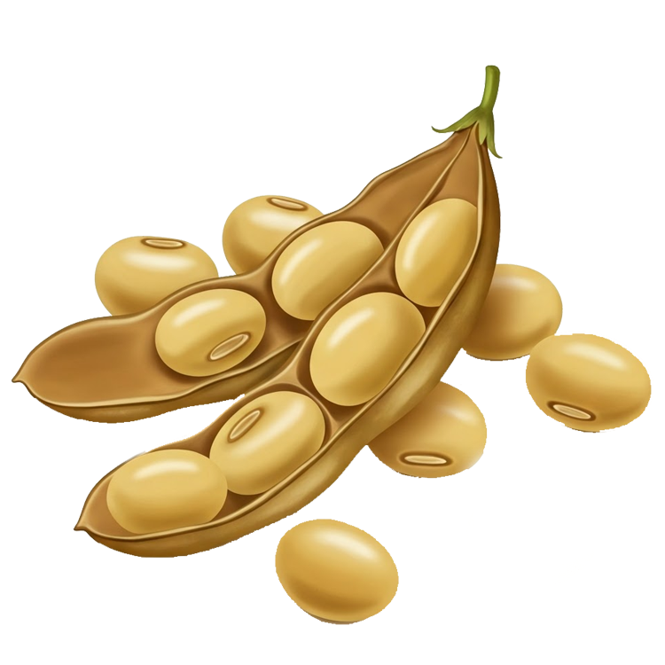 soya แปลว่า ถั่วเหลือง