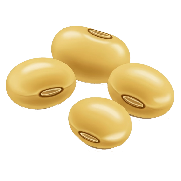 soybean แปลว่า ถั่วเหลือง