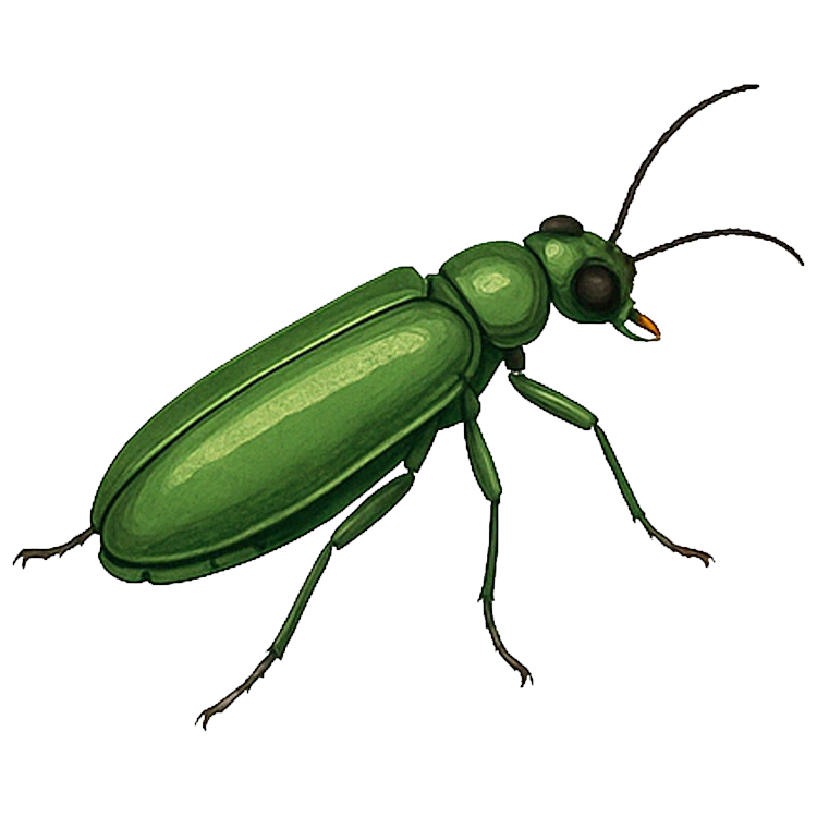 Spanish fly แปลว่า แมลงวันสเปน