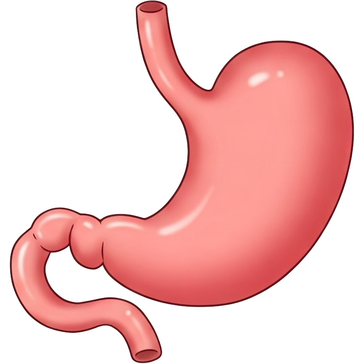 stomach แปลว่า กระเพาะอาหาร