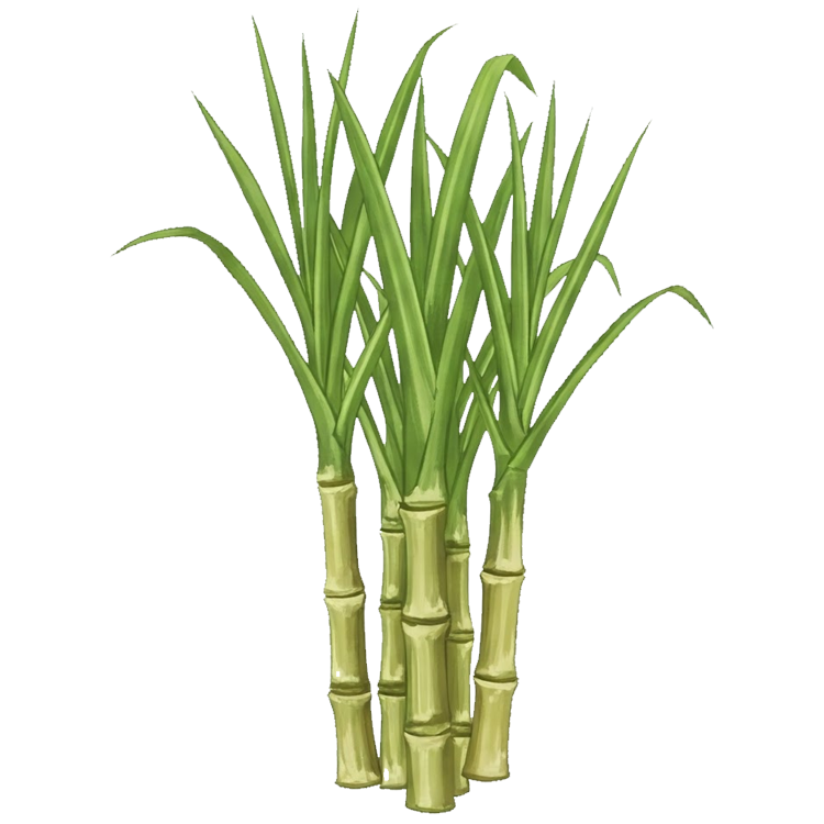 sugar cane แปลว่า ต้นอ้อย