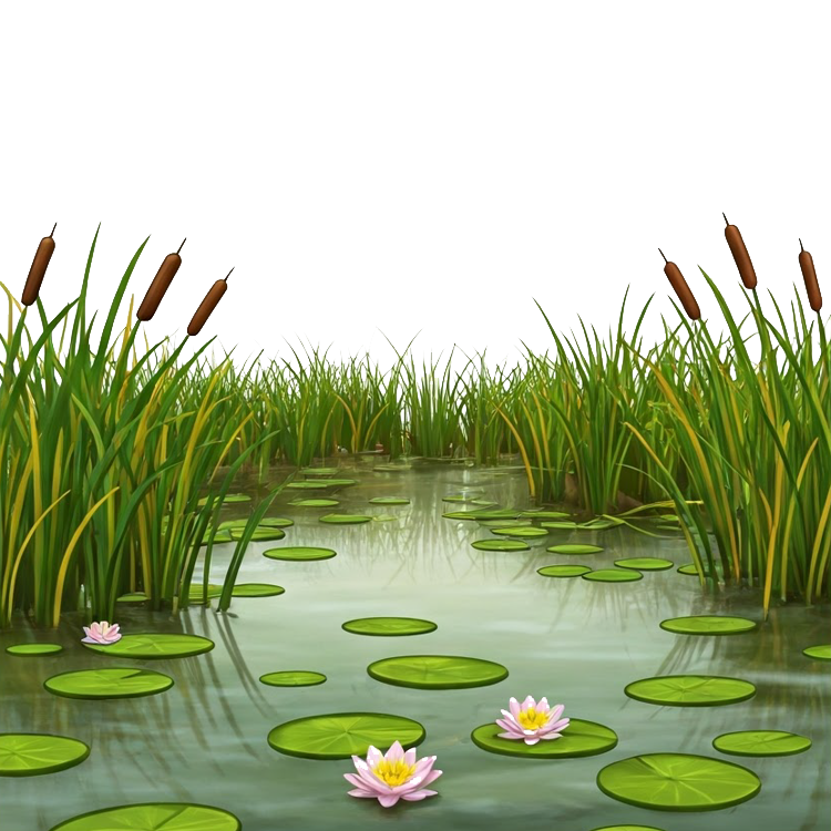 swamp แปลว่า หนองน้ำ