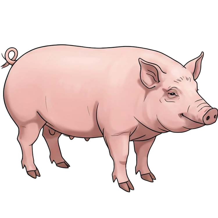 swine แปลว่า สุกร