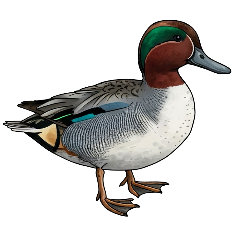 teal แปลว่า นกเป็ดน้ำ