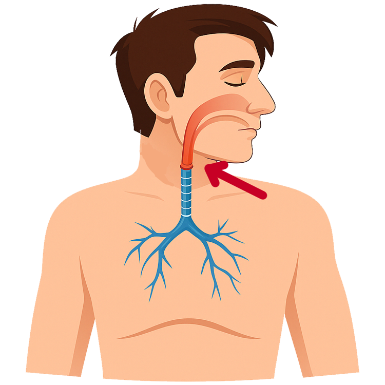 throat แปลว่า ช่องคอ