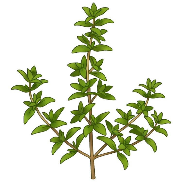 thyme แปลว่า ต้นไม้พันธุ์เตี้ยใช้เป็นเครื่องเทศ