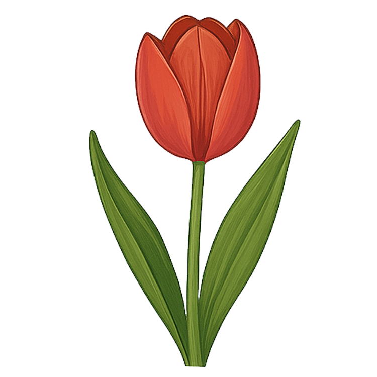 tulip แปลว่า ดอกทิวลิป