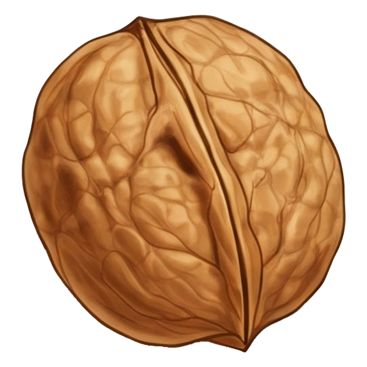 walnut แปลว่า ต้นหรือผลวอลนัท