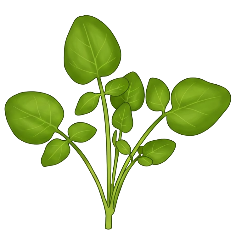 watercress แปลว่า ผักสลัดน้ำ