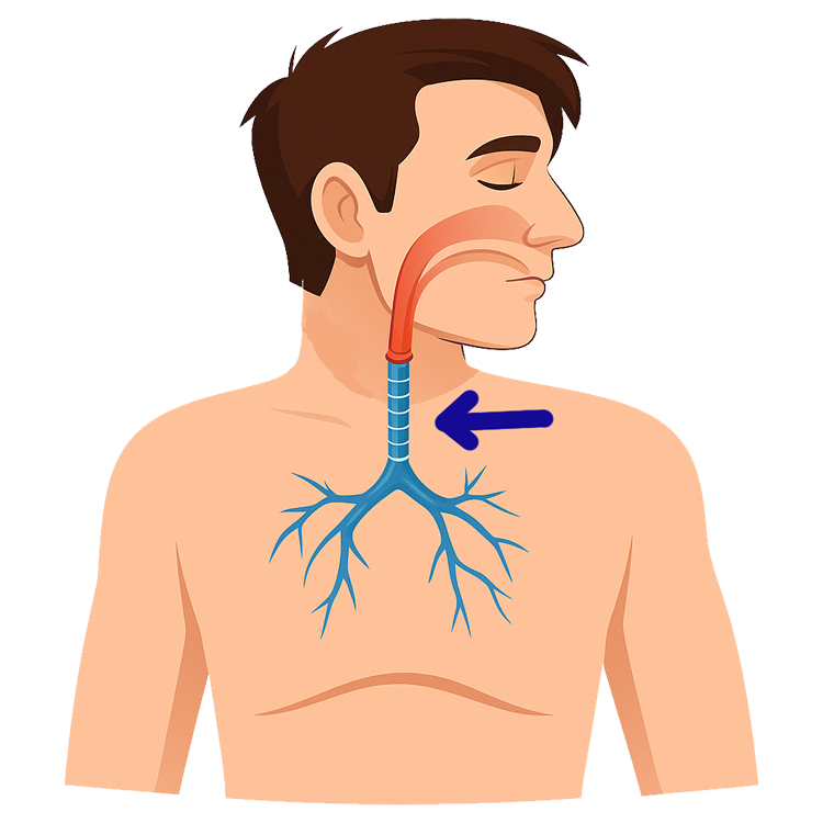 windpipe แปลว่า หลอดลม
