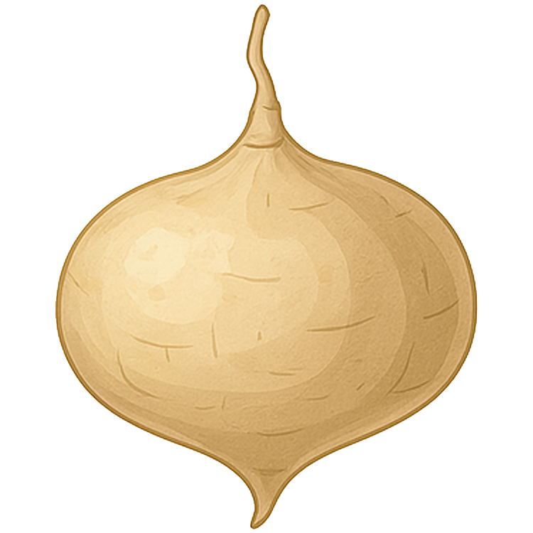 yam-bean แปลว่า มันแกว