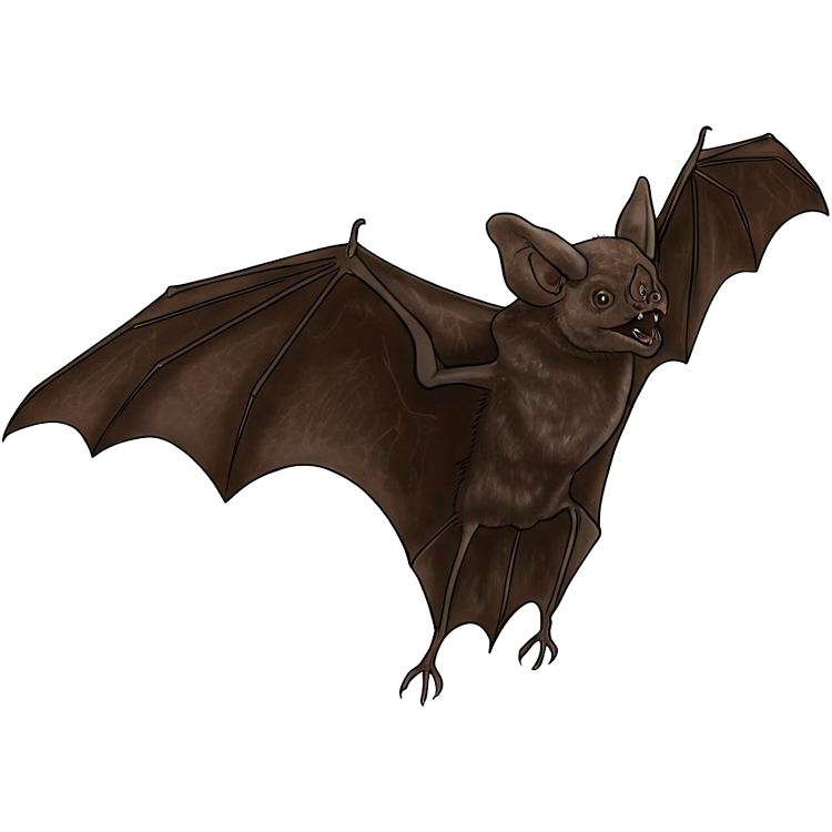 bat แปลว่า ค้างคาว