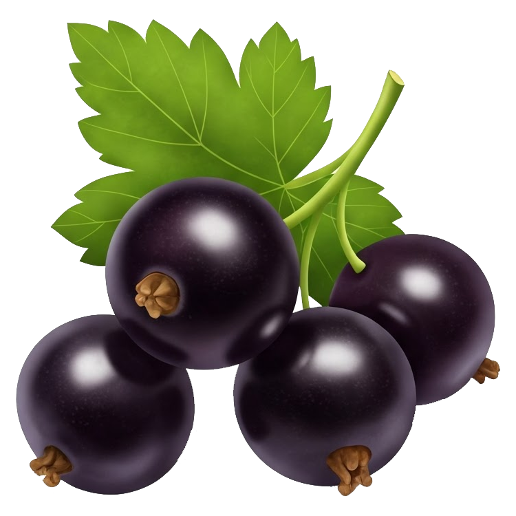 blackcurrant แปลว่า แบล็คเคอร์แรนท์