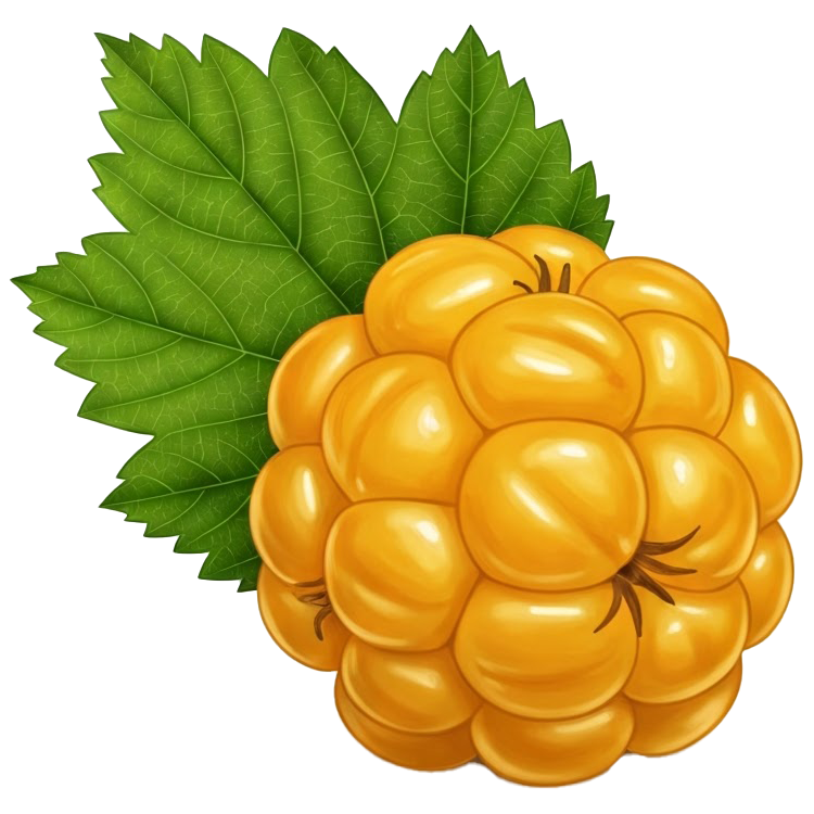cloudberry แปลว่า คลาวด์เบอร์รี่