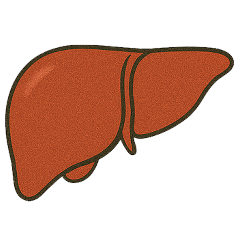 liver แปลว่า ตับ