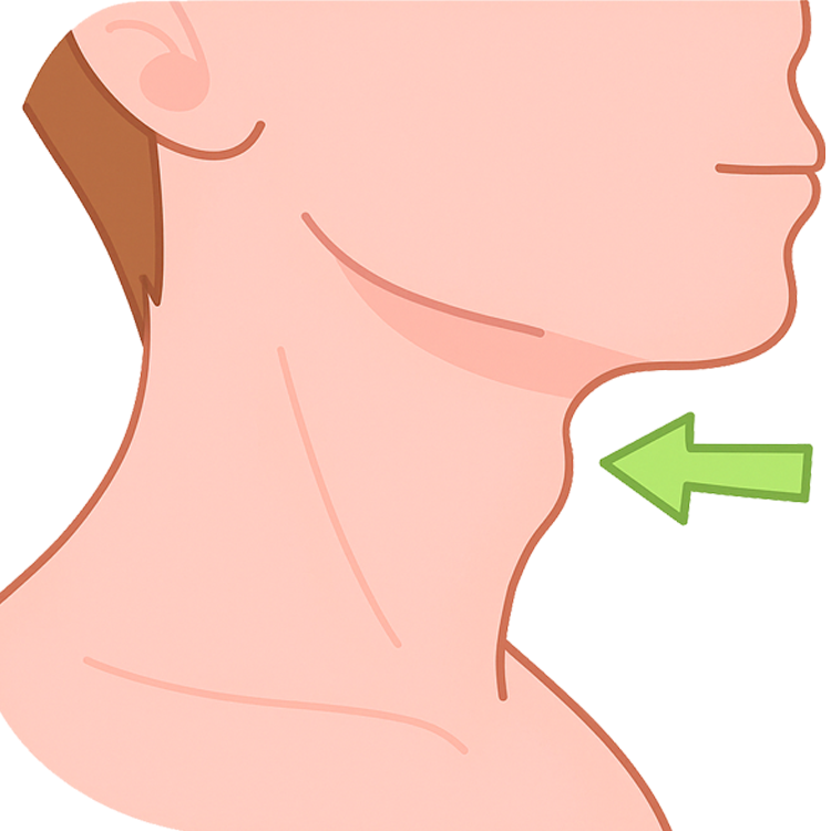 adam’s apple แปลว่า ลูกกระเดือก