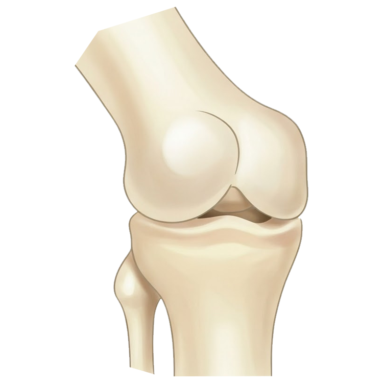 knee cap แปลว่า กระดูกสะบ้าหัวเข่า