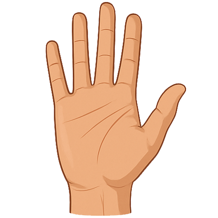 palm แปลว่า ฝ่ามือ