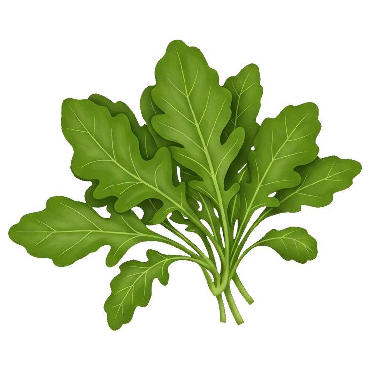 arugula แปลว่า ผักสลักร็อคเก็ต