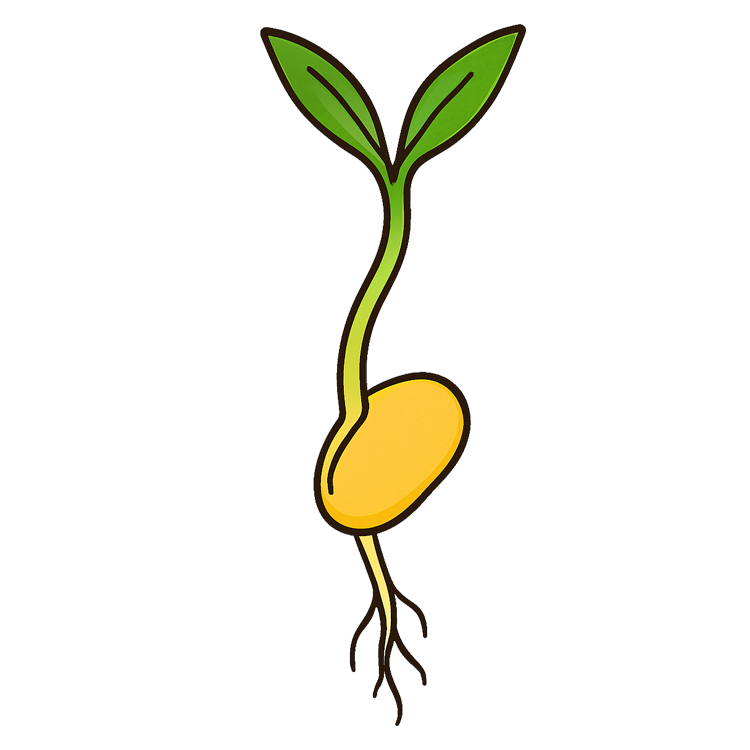 bean sprout แปลว่า ถั่วงอก